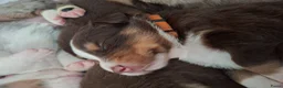 Australian Shepherd honden te koop: Mooie australian shepherd pups - Advertentie 22