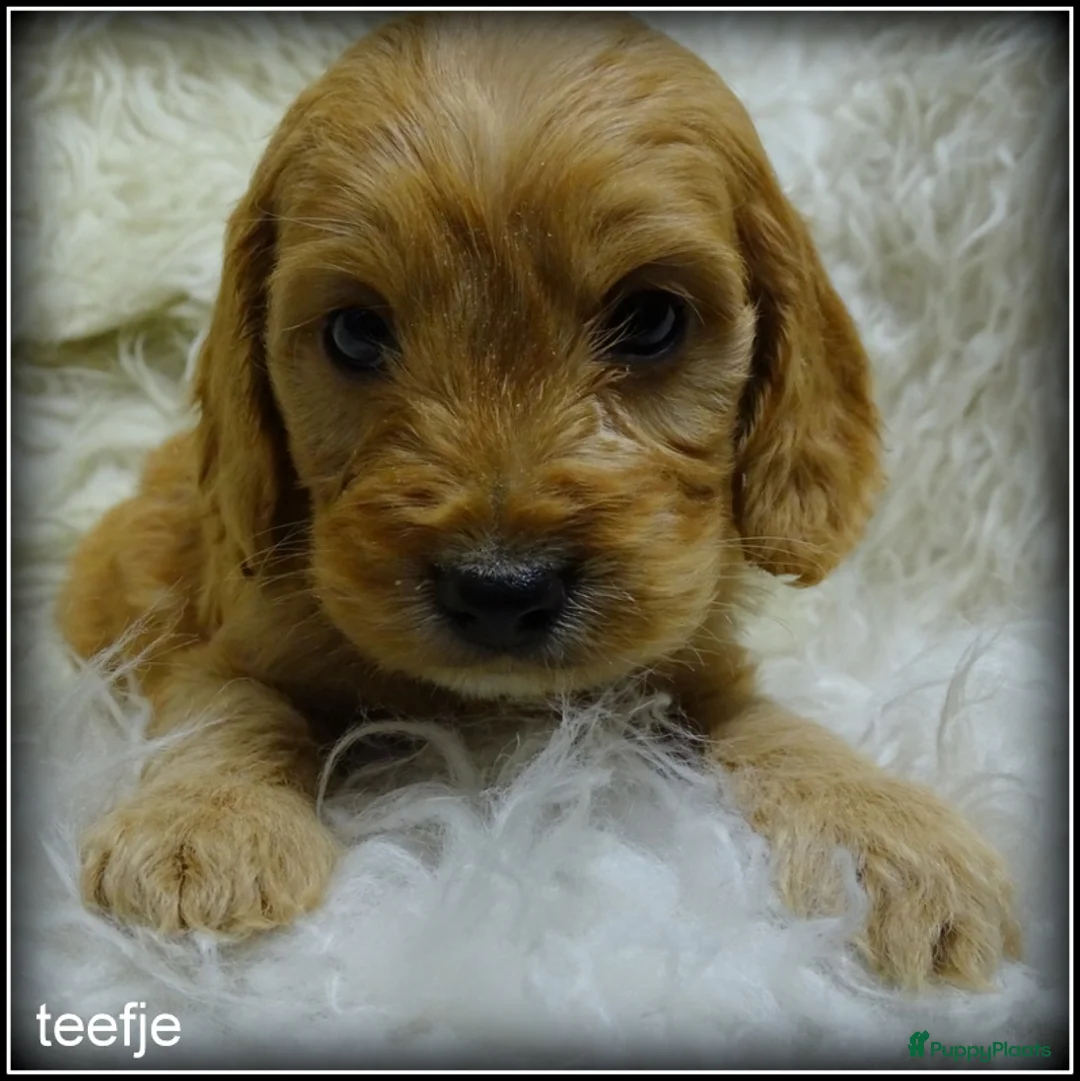 Cockapoo honden te koop: Cockapoo pups - Advertentie 10