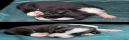 Border Collie honden te koop: Border collie pups met FCI stamboom - Advertentie 2