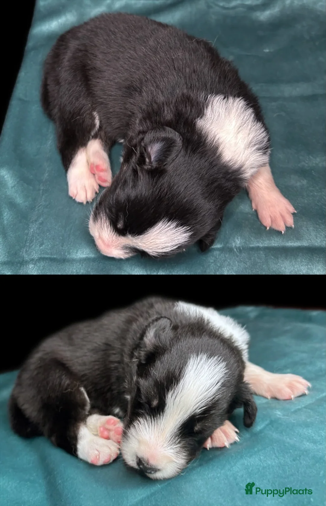Border Collie honden te koop: Border collie pups met FCI stamboom - Advertentie 2