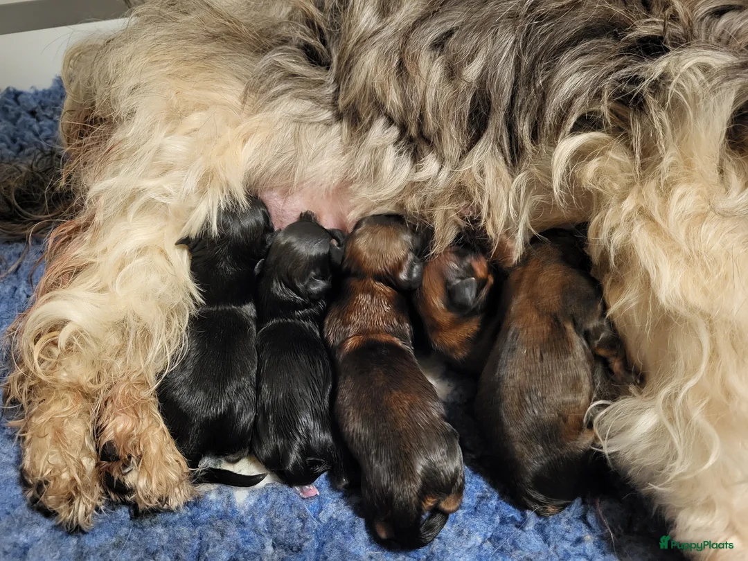 Havanezer honden te koop: Havanezer pups met FCI stamboom - Advertentie 11