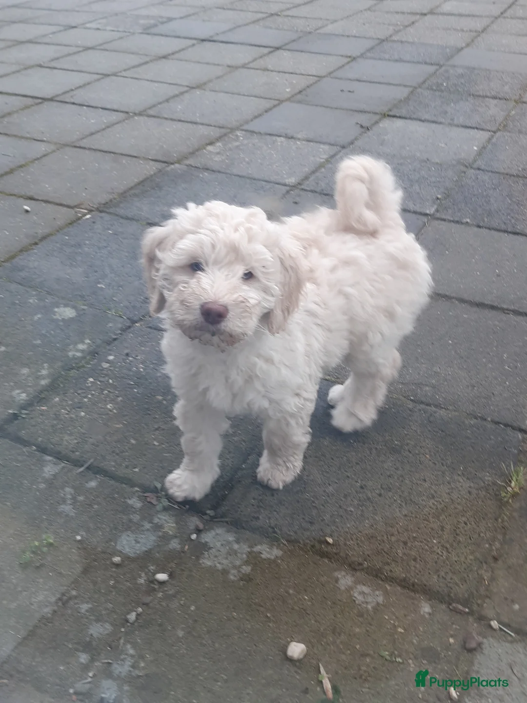 Labradoodle honden te koop: Labradoodle puppy's laatste 2! - Advertentie 8