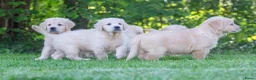 Golden Retriever honden te koop: prachtige golden retriever pups - Advertentie 13