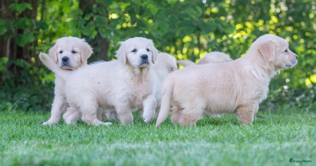 Golden Retriever honden te koop: prachtige golden retriever pups - Advertentie 13