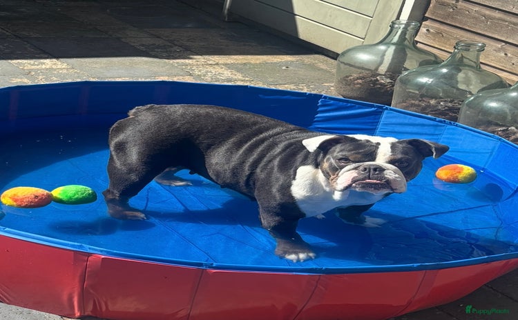 Engelse Bulldog honden - Advertentie 15