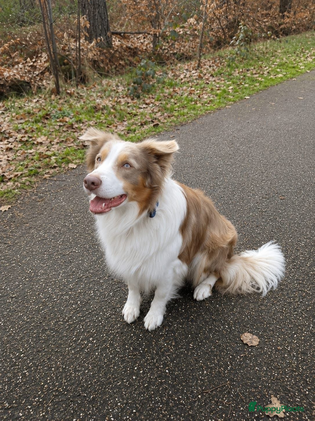 Border Collie honden ter dekking: Prachtige Lilac Border Collie dekreu - Advertentie 1