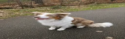 Border Collie honden ter dekking: Prachtige Lilac Border Collie dekreu - Advertentie 1
