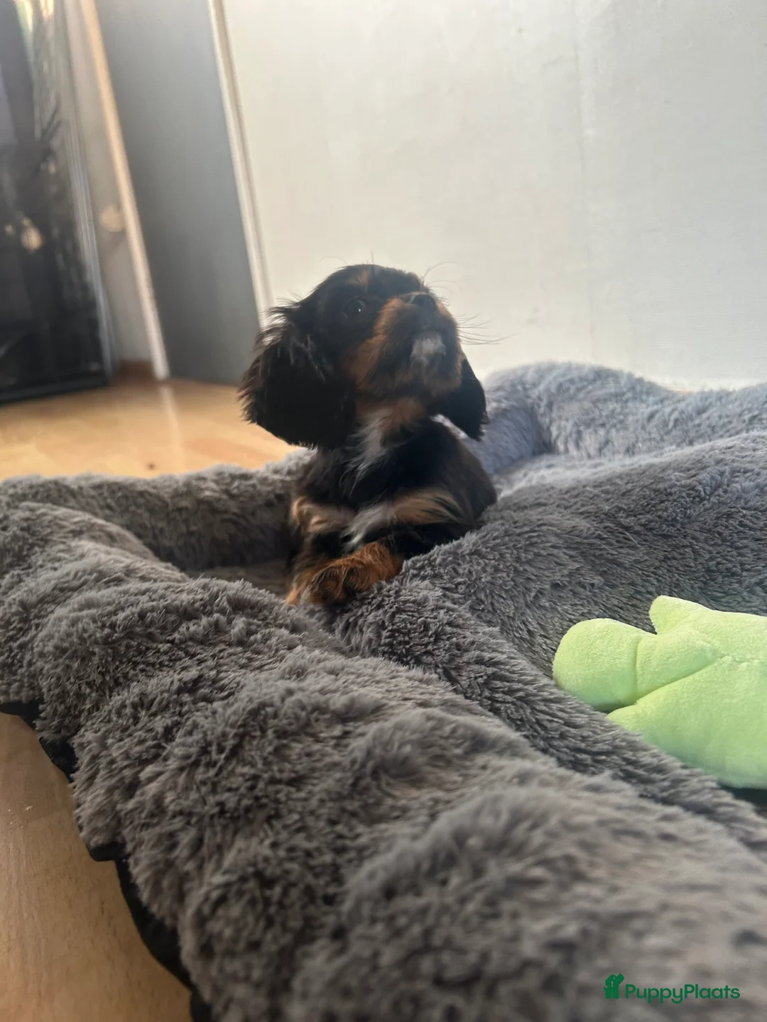 Cavalier King Charles Spaniel honden te koop: Prachtige Cavelier King Charles pups - Advertentie 6