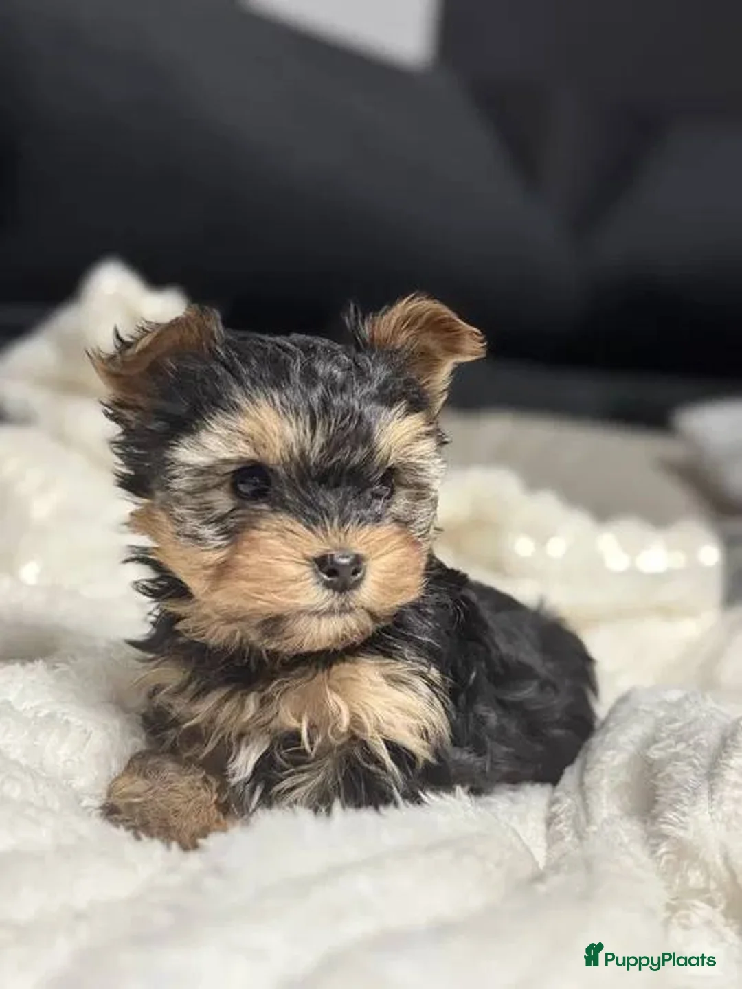 Yorkshire Terriër honden te koop:  Yorkshire Terrier puppy’s  - Advertentie 3