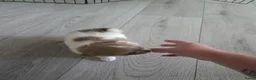 Chihuahua honden te koop: Lieve langharige knuffel chihuahua  - Advertentie 5