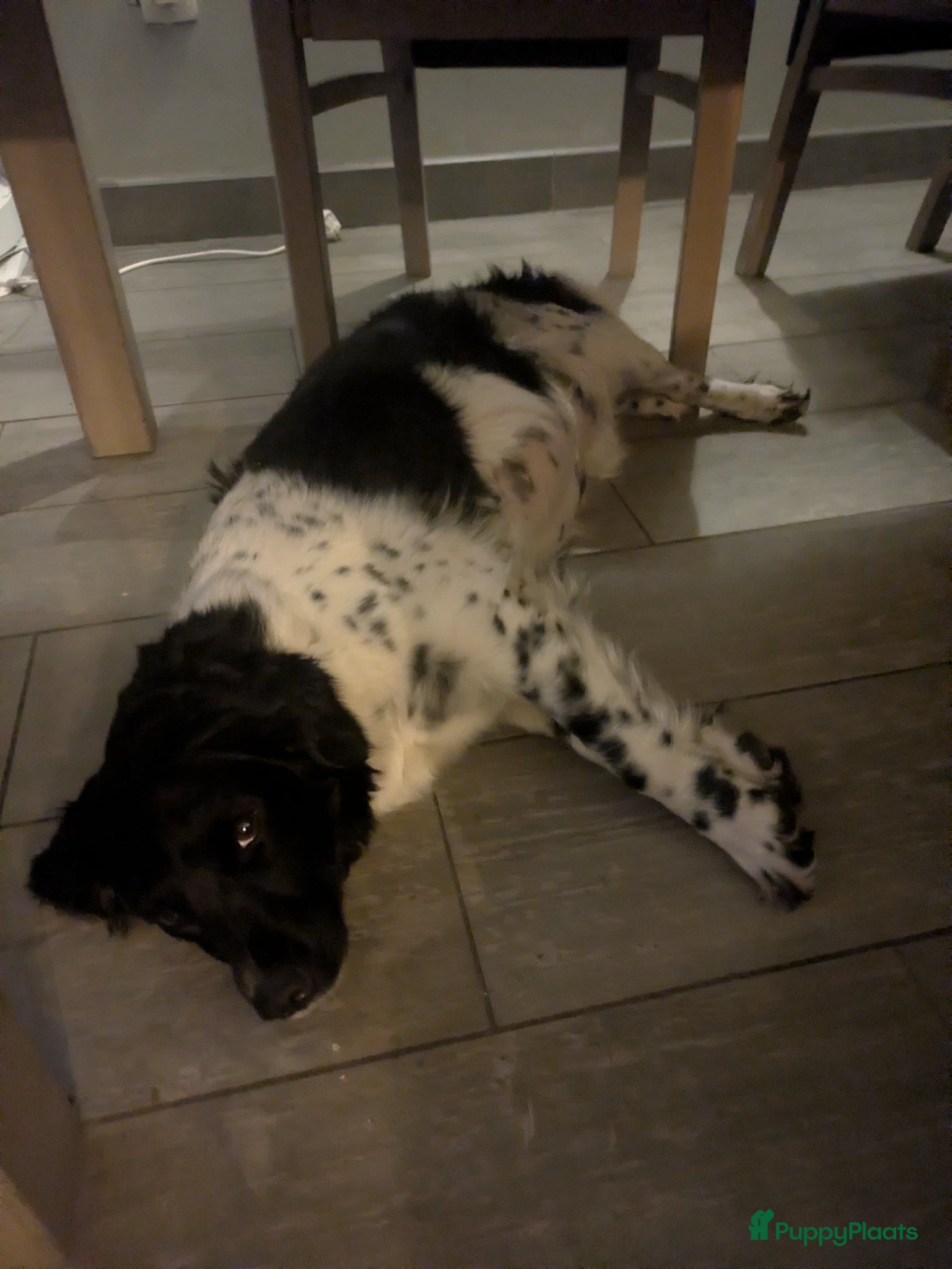 Friese Stabij honden Friese stabij pups - Advertentie 1