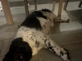 Friese Stabij honden Friese stabij pups - Advertentie 3