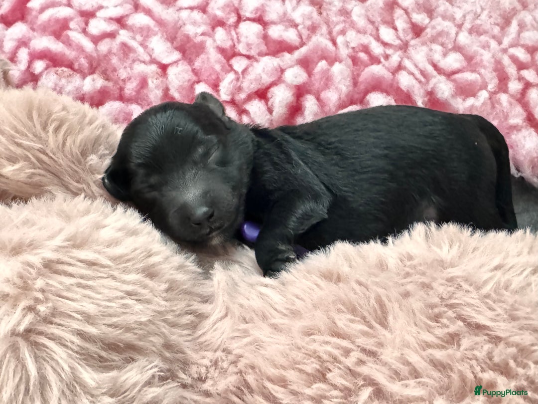 Labradoodle honden te koop: Labradoodle pups - Advertentie 4