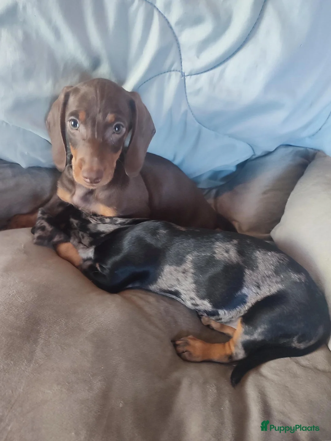 Dwergteckel honden te koop: Lieve kleine knuffelbeertjes, dwergteckel pups - Advertentie 1