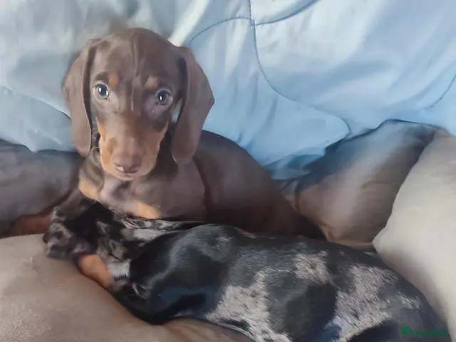 Dwergteckel honden te koop: Lieve kleine knuffelbeertjes, dwergteckel pups - Advertentie 2
