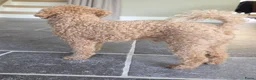 Poedel Toy honden ter dekking: Dekreu beschikbaar: Toy Poedel met FCI stamboom  - Advertentie 6