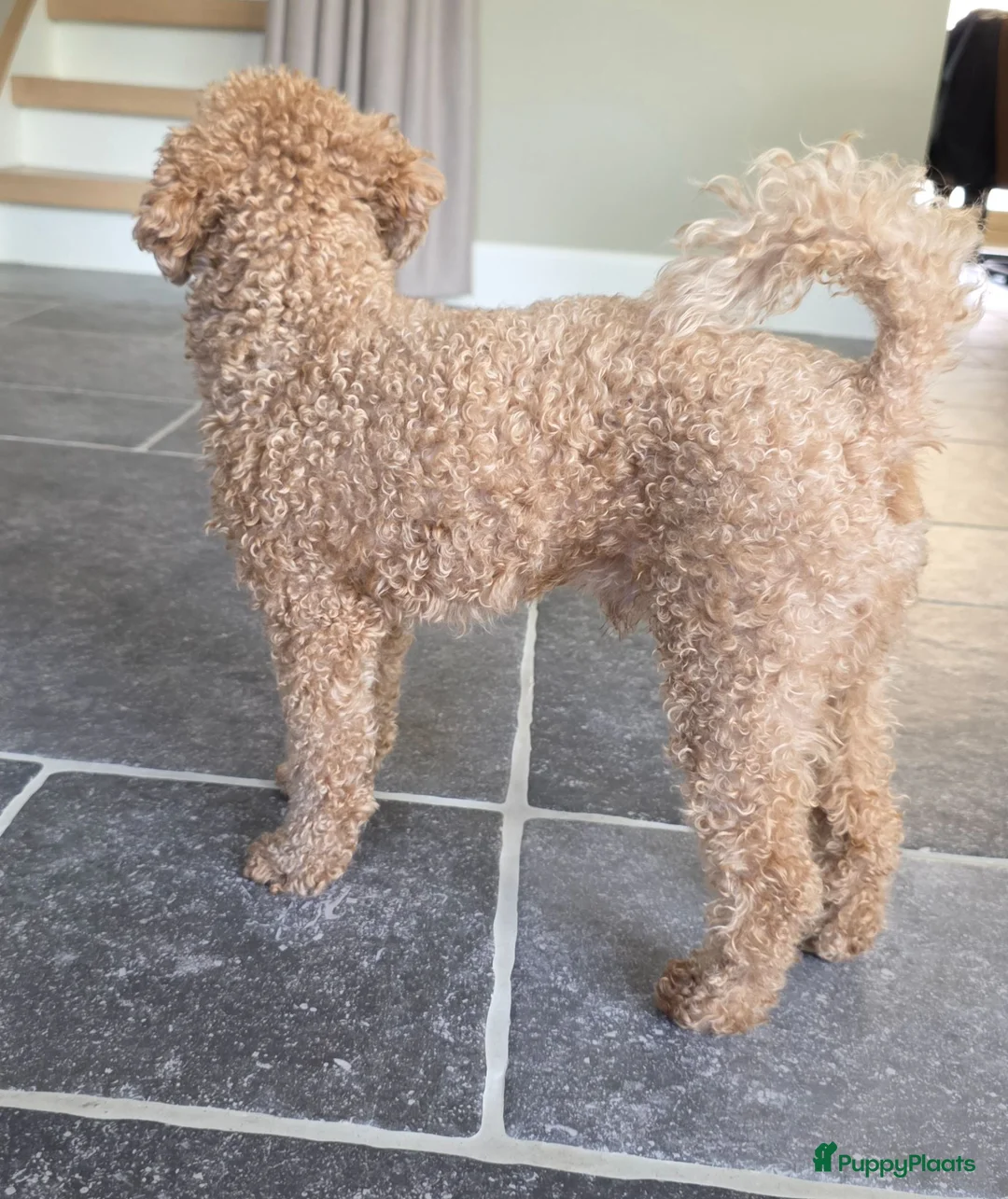 Poedel Toy honden ter dekking: Dekreu beschikbaar: Toy Poedel met FCI stamboom  - Advertentie 6
