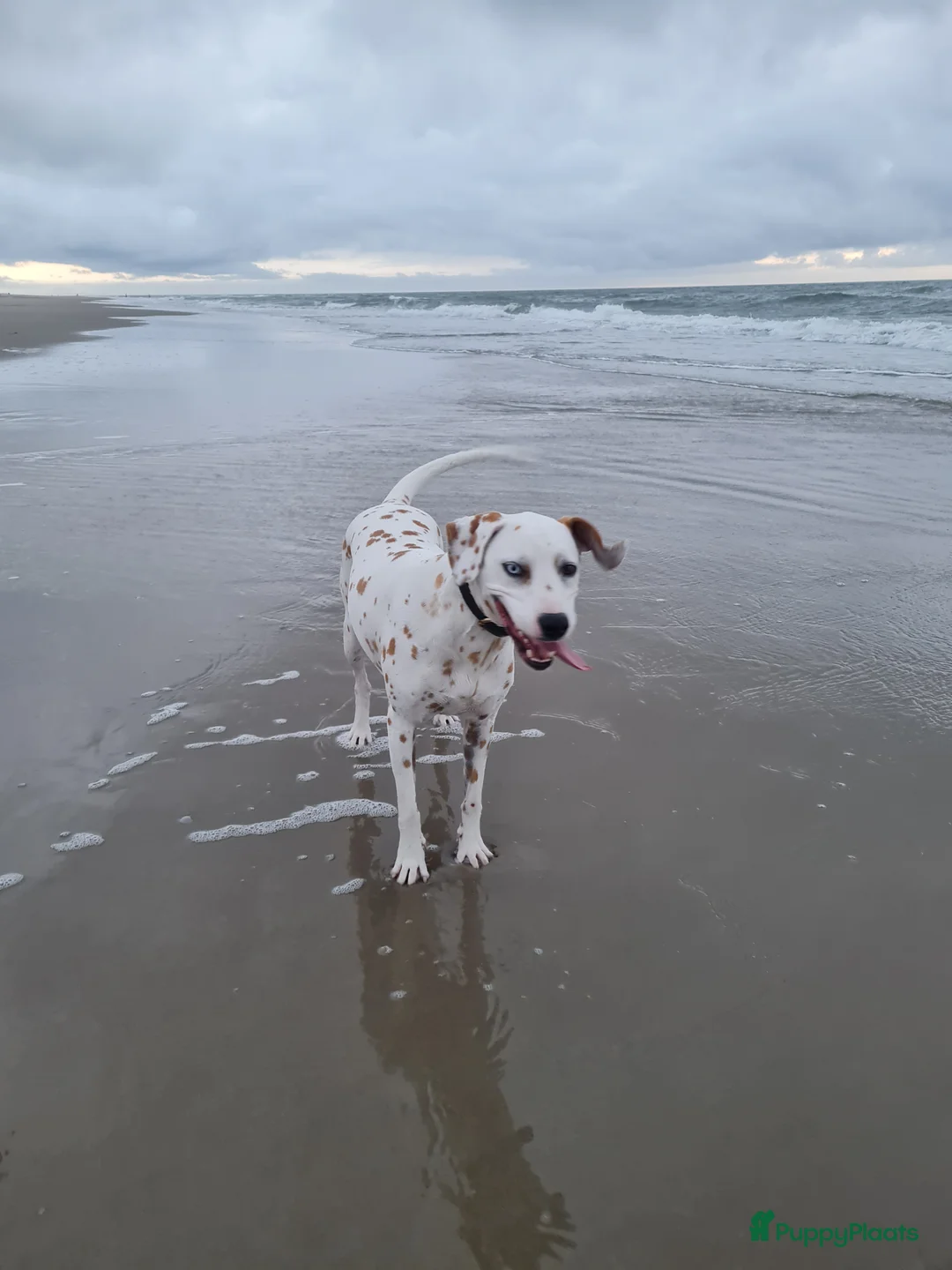 Kruising honden te koop: Aankondiging nestje Dalmador - Advertentie 5