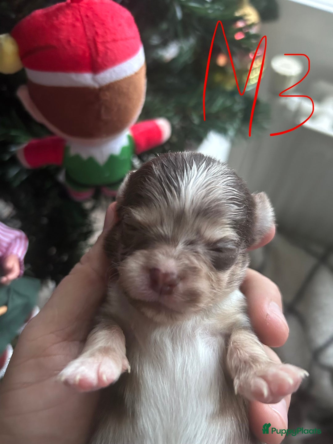 Chihuahua honden te koop: 6 lieve Chihuahua puppy’s - Advertentie 22