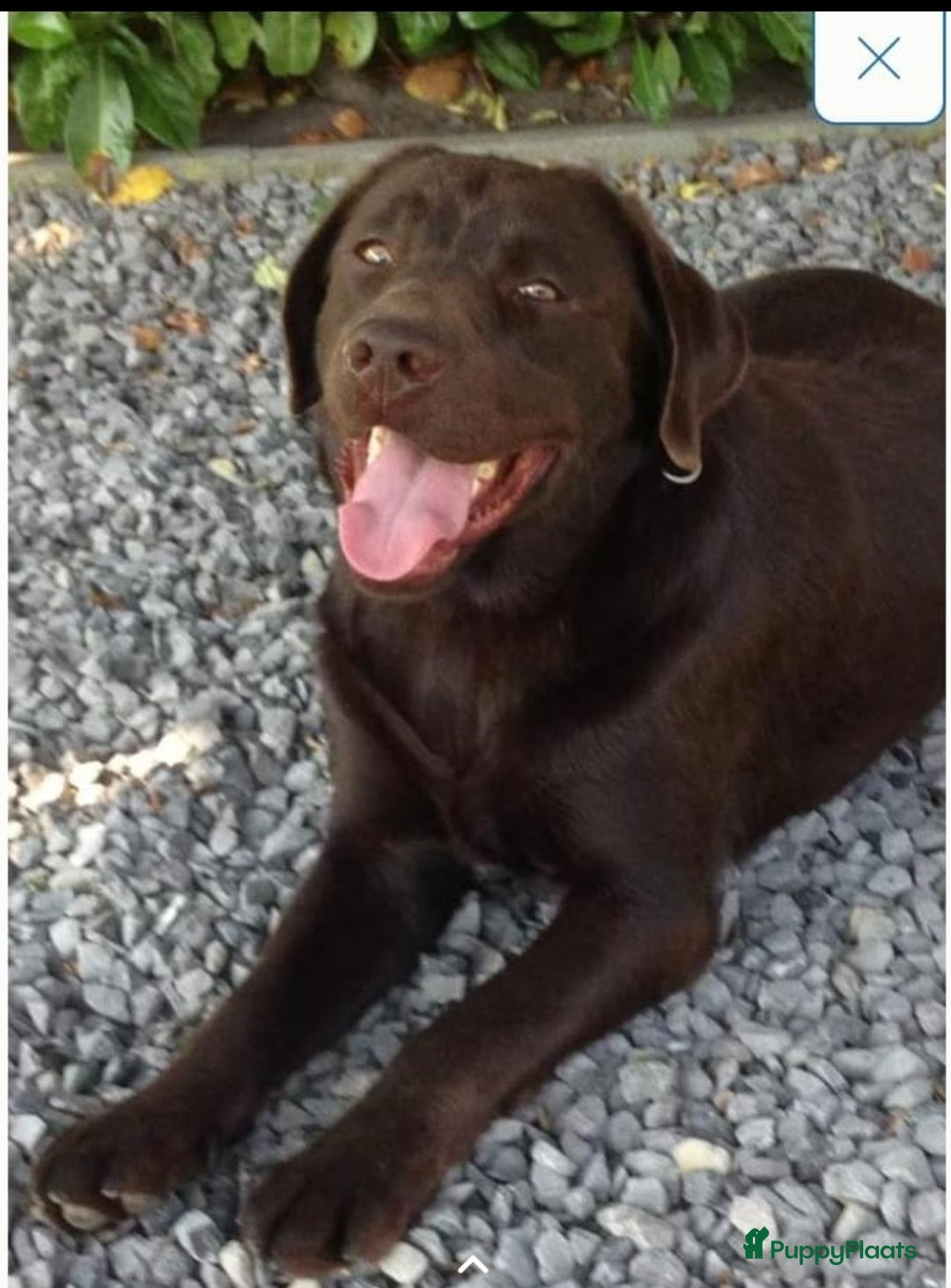 Kruising honden te koop: Super mooie bruine Labrador pups - Advertentie 9