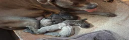 Cane Corso honden te koop: Cane Corso puppy's te koop - Advertentie 2