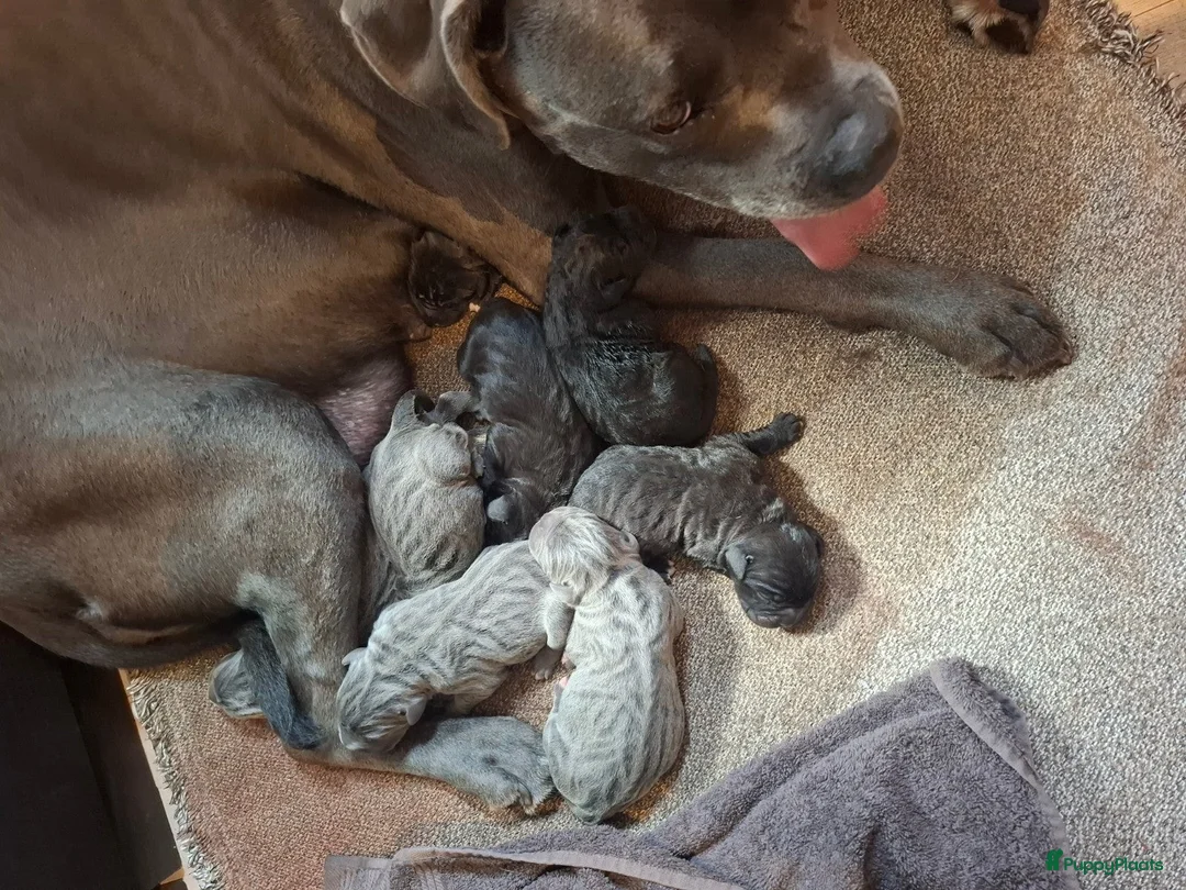 Cane Corso honden te koop: Cane Corso puppy's te koop - Advertentie 2