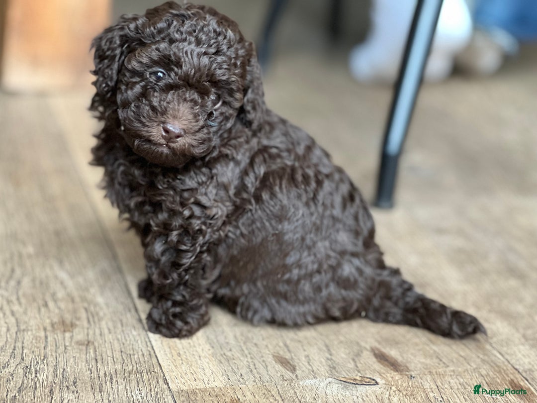 Poedel Toy honden te koop: Schitterende choco toypoedel pups uit merle moeder - Advertentie 6