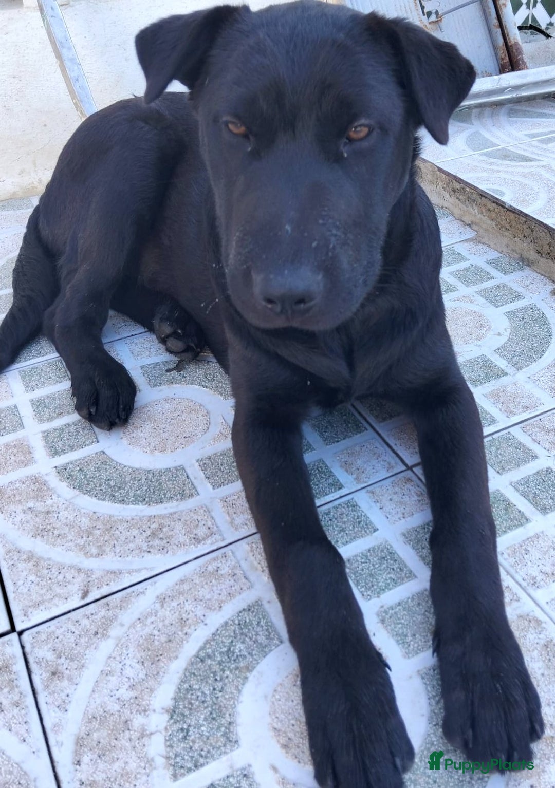 Kruising honden ter adoptie: polar een schat van een hond!!!!!! - Advertentie 7