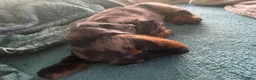 Teckel (langhaar) honden te koop: Teckel pups langhaar kleine dwerg - Advertentie 18