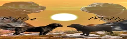 Labrador Retriever honden te koop: Labrador Retriever Pups Met FCI Stamboom - Advertentie 1