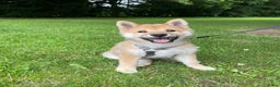 Shiba honden ter dekking: Dek reu Shiba Inu - Advertentie 11