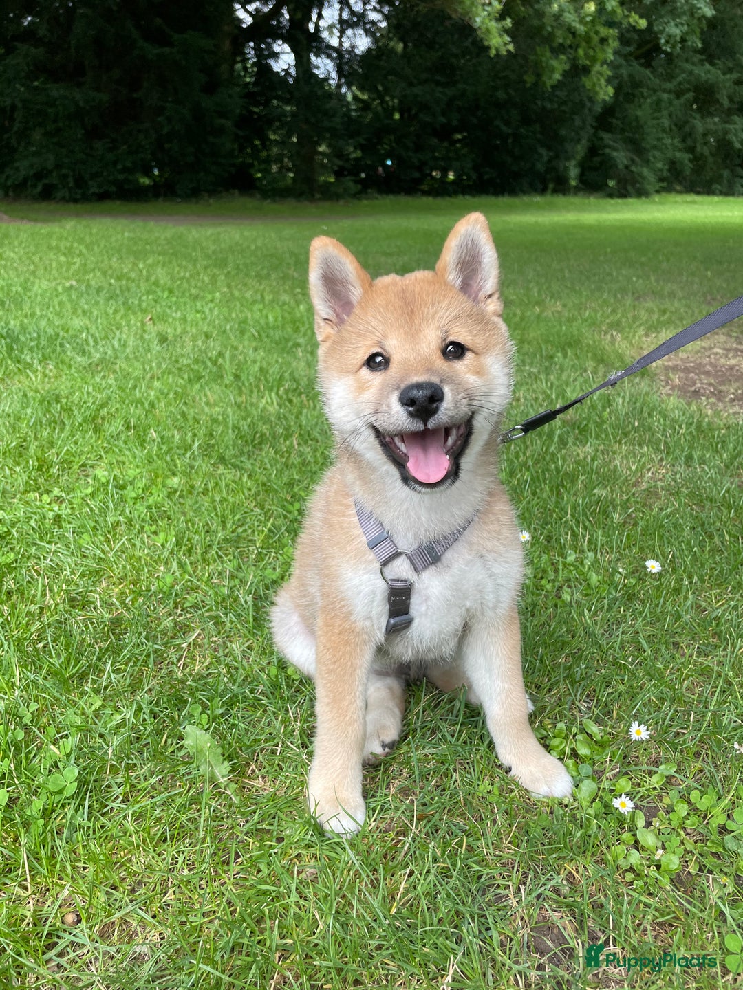 Shiba honden ter dekking: Dek reu Shiba Inu - Advertentie 11