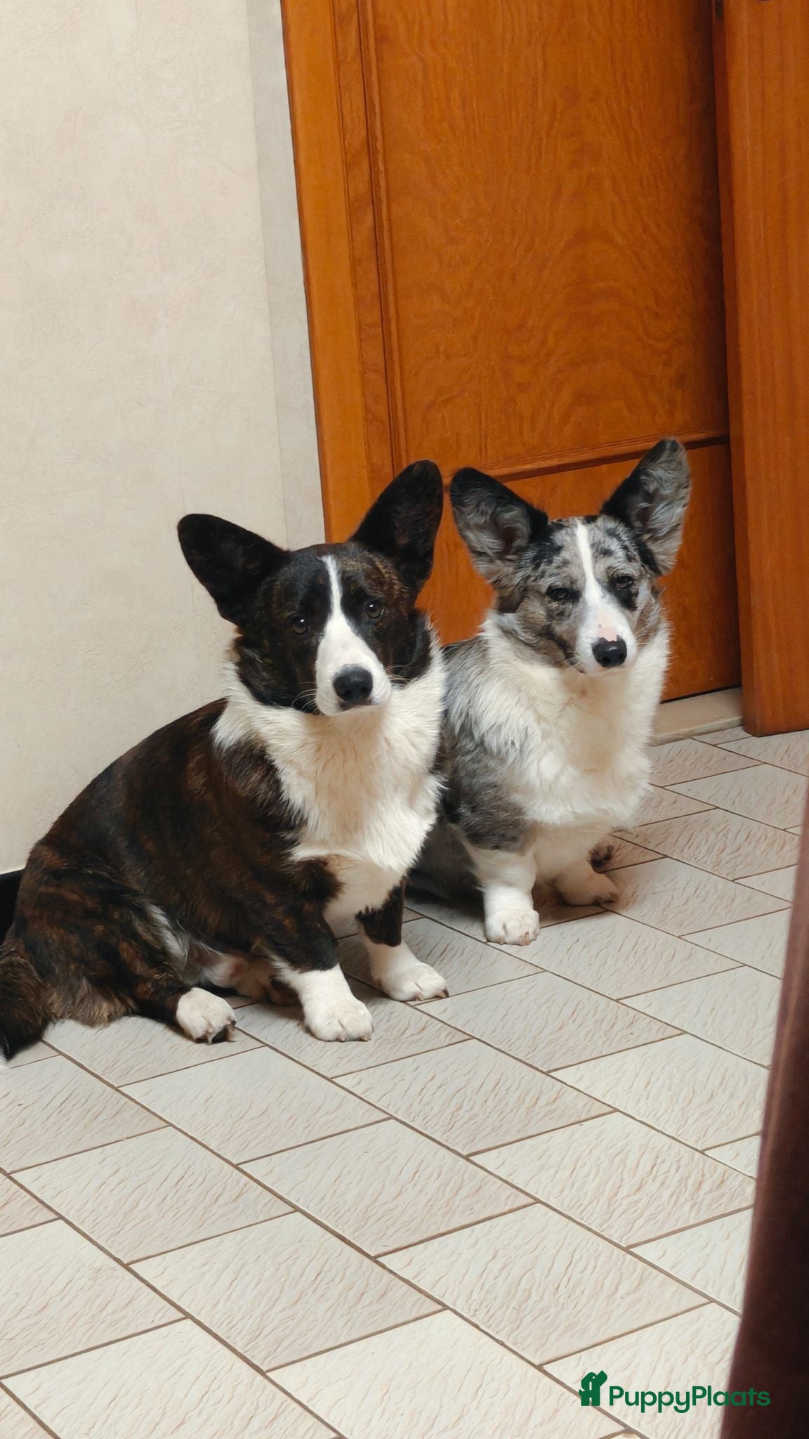 Welsh Corgi Cardigan honden Welsh cardigan corgi pups - Advertentie 1