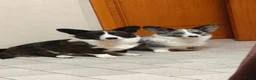 Welsh Corgi Cardigan honden te koop: Welsh cardigan corgi pups in Eersel - Advertentie 1