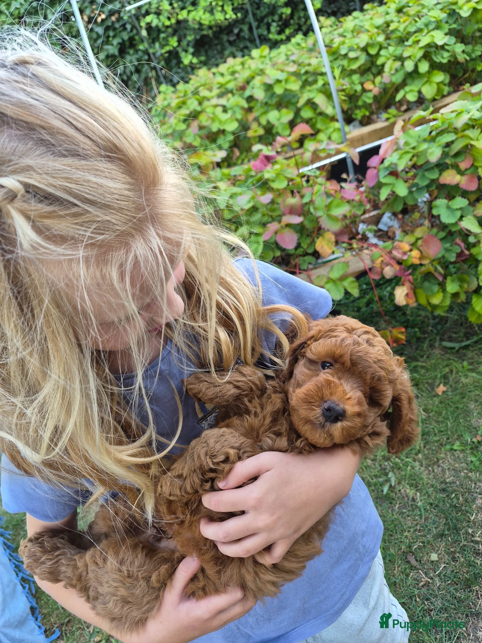 Australian Labradoodle honden Prachtige Multigen Labradoodle pups - Advertentie 7