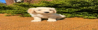 Kruising Puppy 1