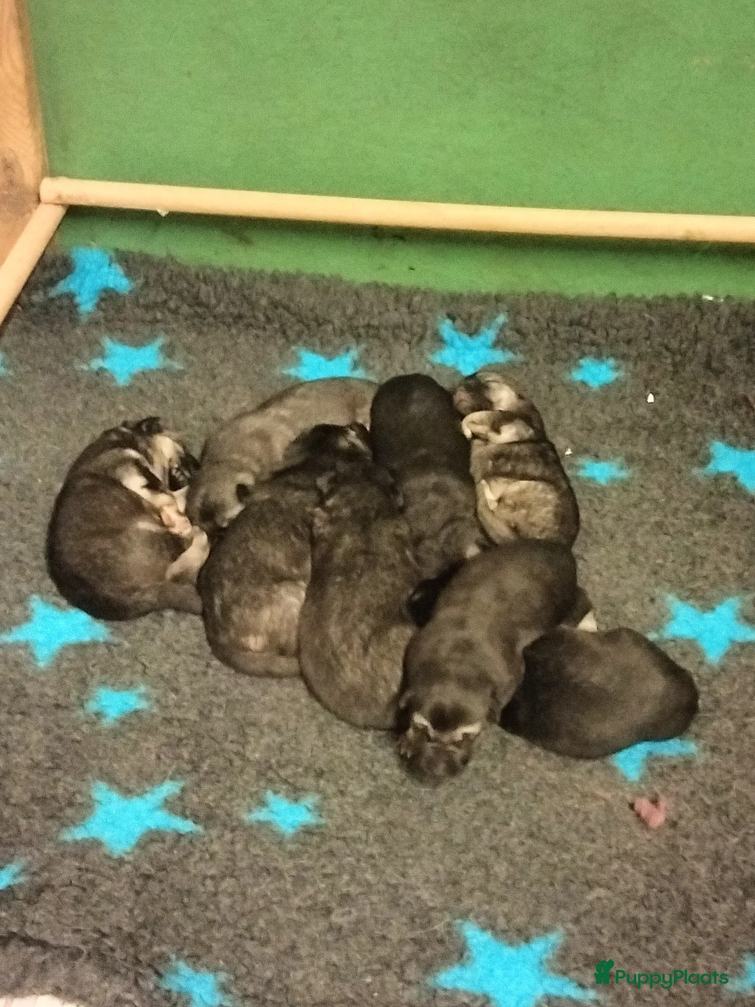 Duitse Herder honden te koop: Prachtige Oost Europese herder pups (veo) - Advertentie 2