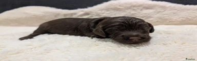 Australian Labradoodle 3