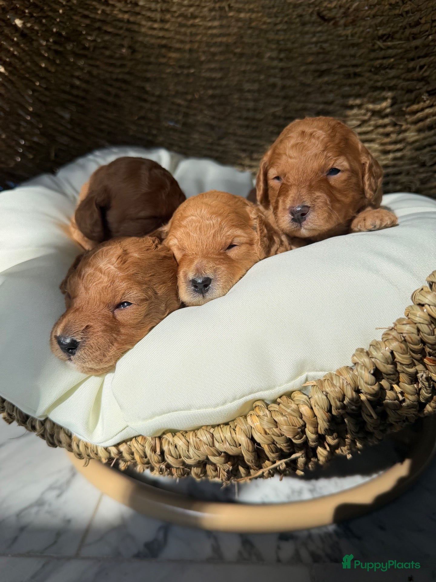 Labradoodle honden Mini labradoodle  - Advertentie 1