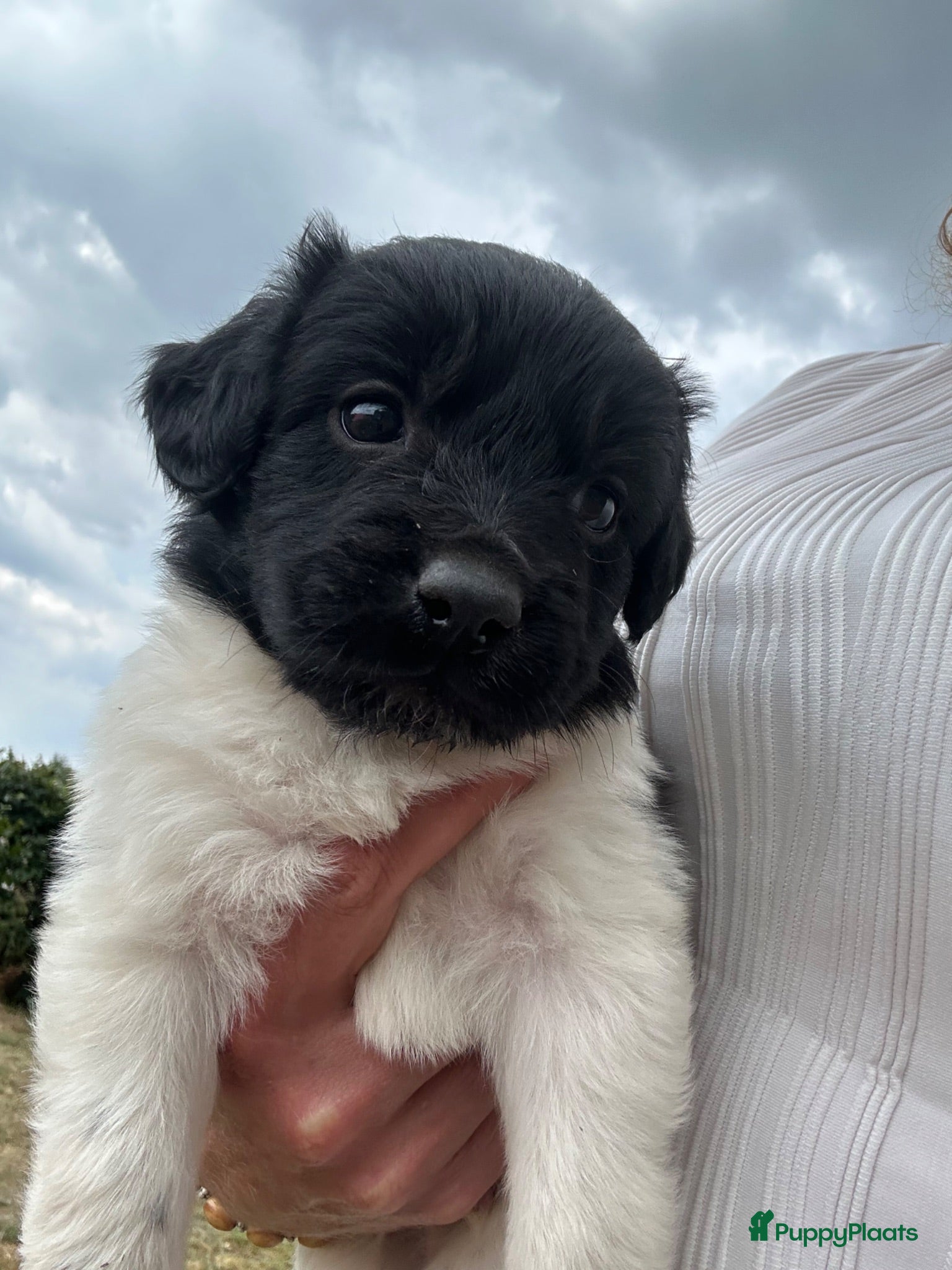 Friese Stabij honden Raszuivere Friese stabij pups  - Advertentie 2