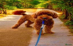 Poedel honden ter dekking: rode dwergpoedel dekreutjes  - Afbeelding 4