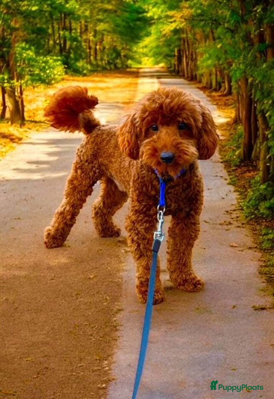 Poedel honden ter dekking: rode dwergpoedel dekreutjes  - Advertentie 4