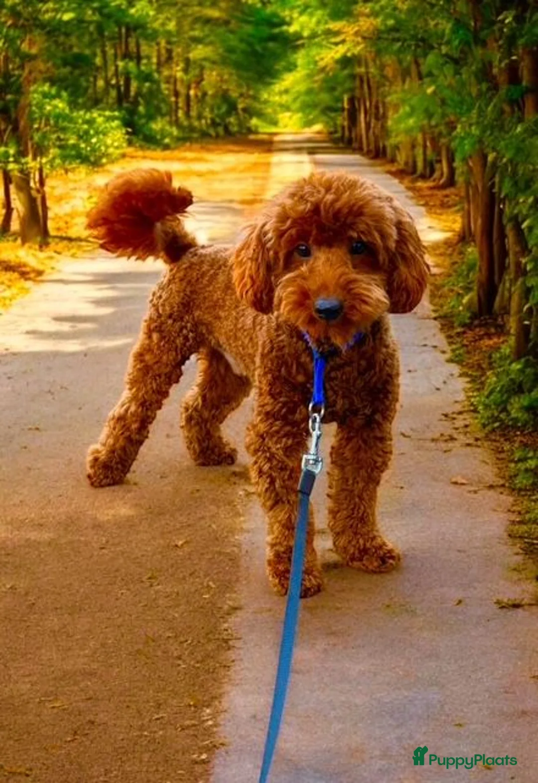 Poedel honden ter dekking: rode dwergpoedel dekreutjes  - Advertentie 4