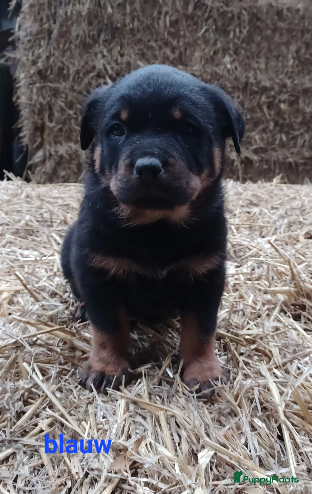 Rottweiler honden te koop: Prachtige zuivere rottweiler pups - Advertentie 4