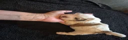 Boomer honden te koop: 5 gezonde puppy's geboren - Advertentie 14