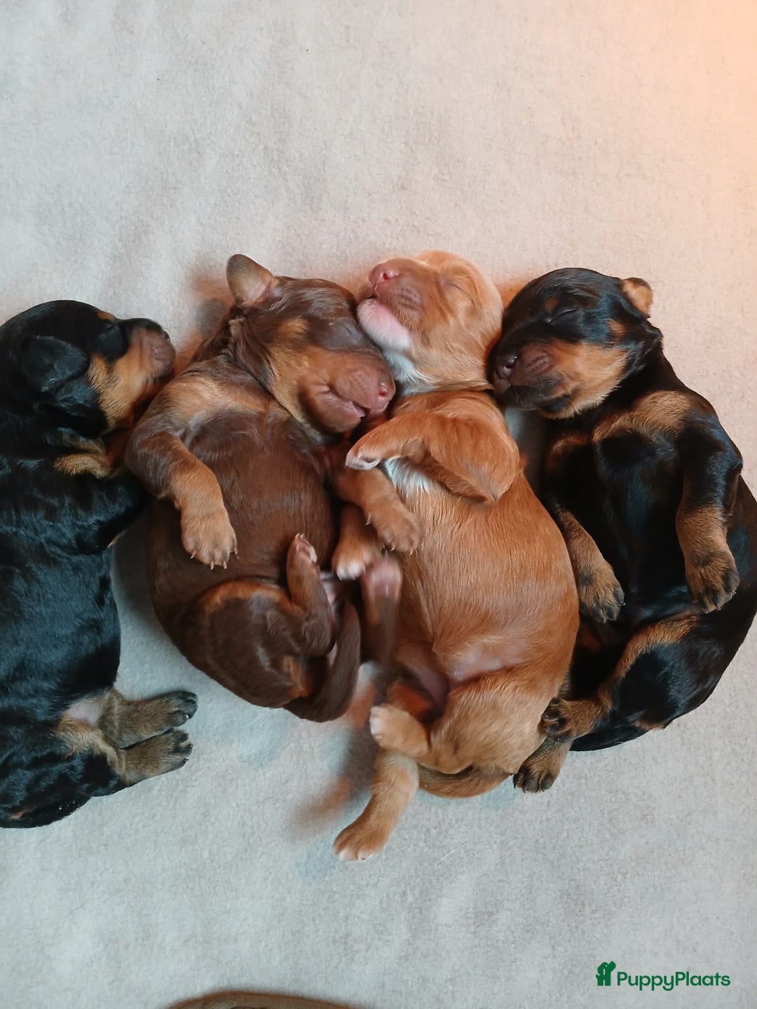 Poedel honden te koop: ❤️Prachtige middenslag poedel pups❤️ - Afbeelding 7