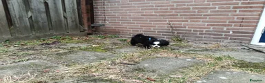 Kruising Puppy 1