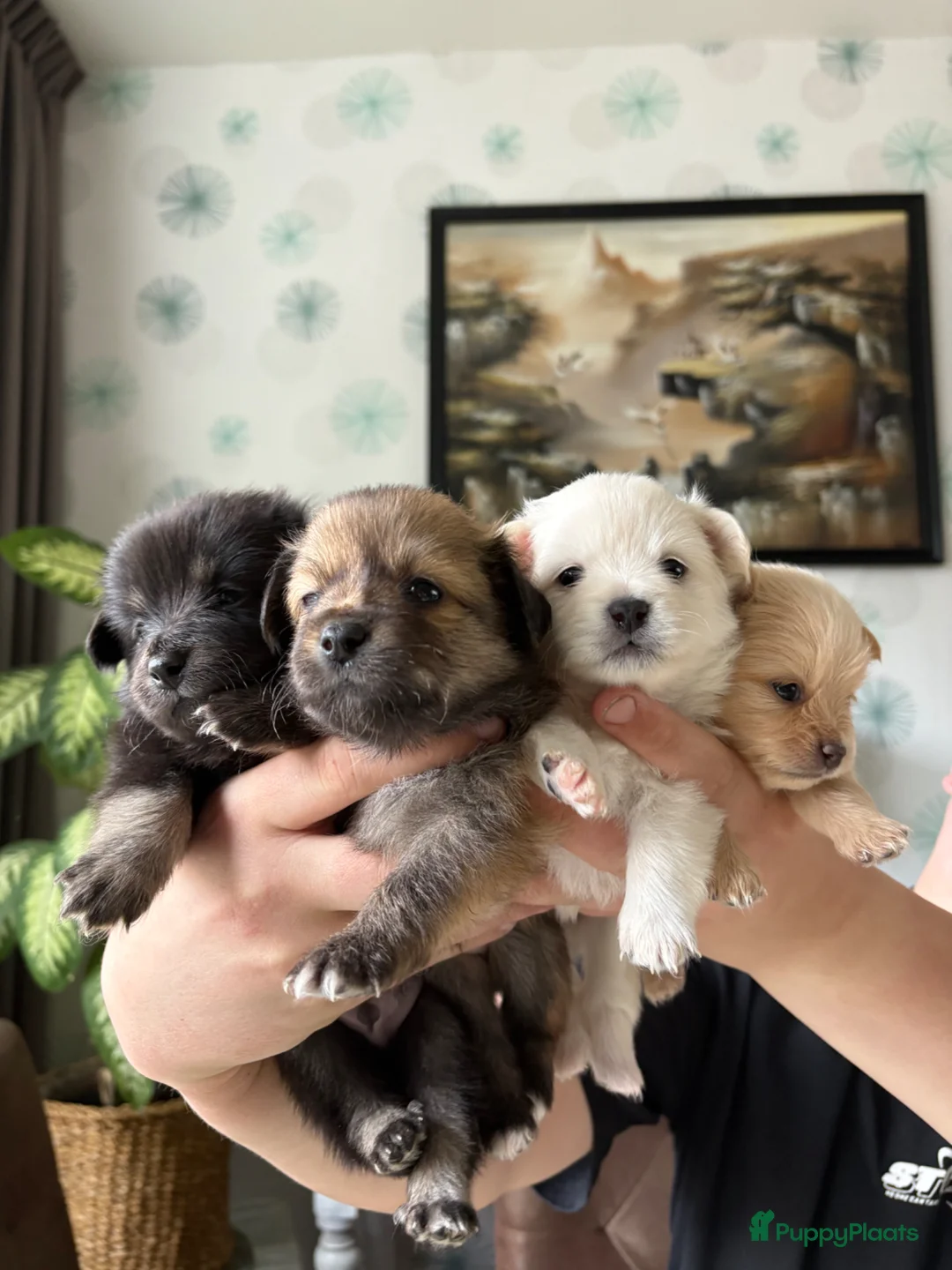 Kruising honden te koop: Pomchi x keeshond puppy’s  - Advertentie 1