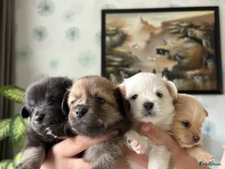 Kruising honden Pomchi x keeshond puppy’s - Advertentie 2