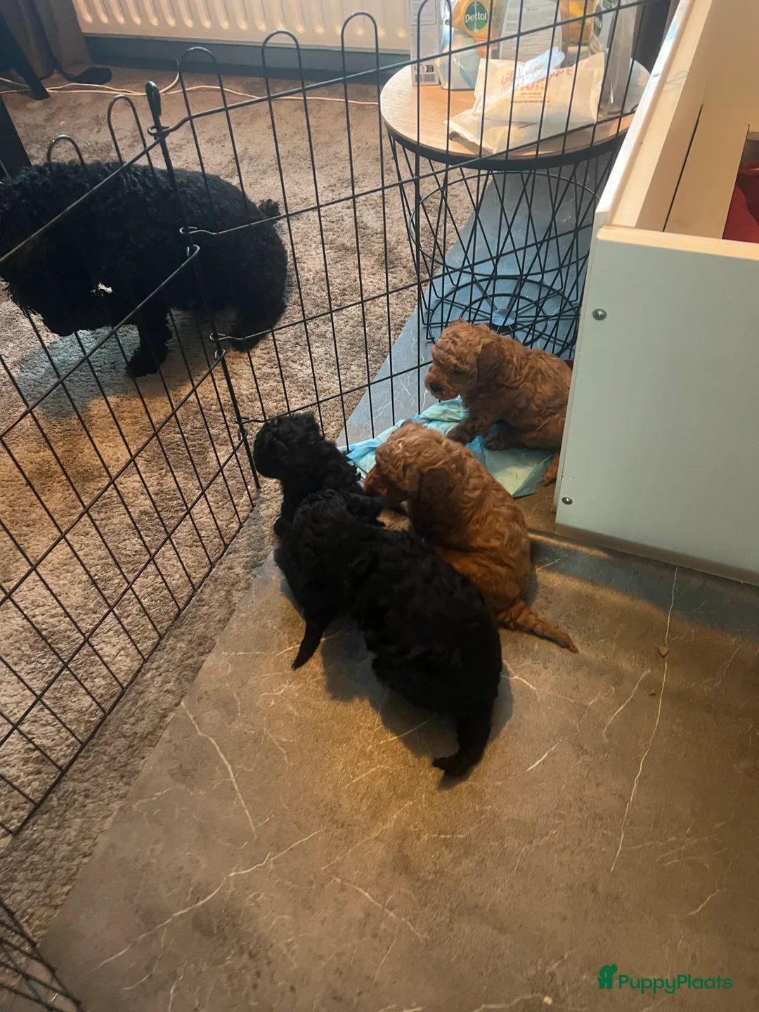 Kruising honden te koop: Toy poedel pups - Advertentie 2